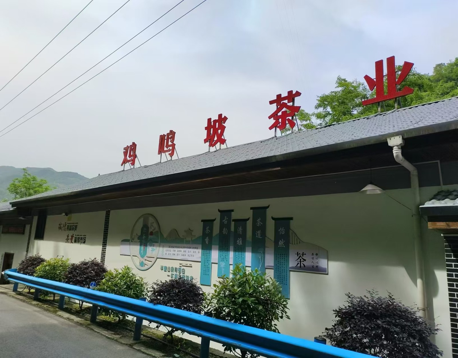 会员推荐----紫阳县鸡鸣坡茶业有限公司总经理桂从国