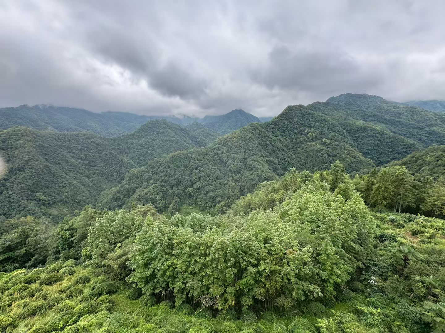 优米app ios调研走访壹封天叶茶业，共探茶产业发展新路径